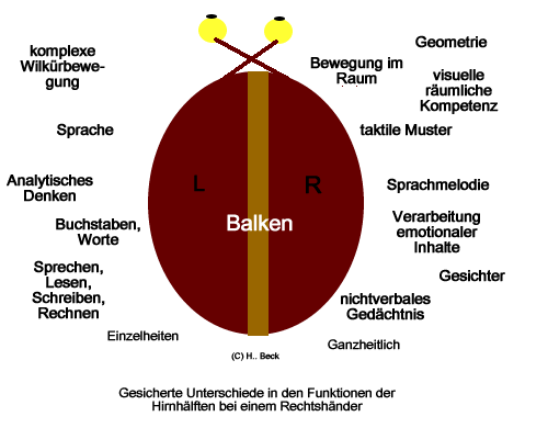 Hirnhälften