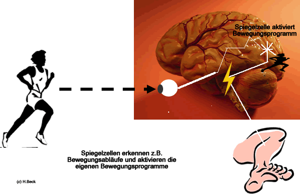 Spiegelzellen